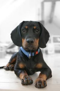 Tierischer Patient
